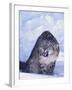 Threatened Snow Leopard-DLILLC-Framed Photographic Print