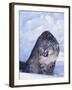 Threatened Snow Leopard-DLILLC-Framed Photographic Print