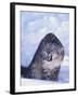 Threatened Snow Leopard-DLILLC-Framed Photographic Print