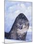 Threatened Snow Leopard-DLILLC-Mounted Photographic Print