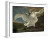 Threatened Swan, Jan Asselijn-Jan Asselijn-Framed Art Print