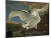 Threatened Swan, Jan Asselijn-Jan Asselijn-Mounted Art Print