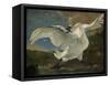 Threatened Swan, Jan Asselijn-Jan Asselijn-Framed Stretched Canvas