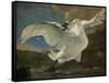 Threatened Swan, Jan Asselijn-Jan Asselijn-Framed Stretched Canvas