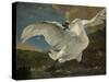 Threatened Swan, Jan Asselijn-Jan Asselijn-Stretched Canvas