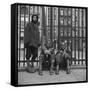 Three African American Boys in Harlem. May 1943-null-Framed Stretched Canvas