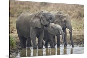 Three African elephant (Loxodonta africana) drinking, Mikumi National Park, Tanzania, East Africa,-James Hager-Stretched Canvas