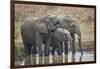 Three African elephant (Loxodonta africana) drinking, Mikumi National Park, Tanzania, East Africa,-James Hager-Framed Photographic Print