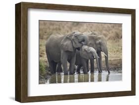 Three African elephant (Loxodonta africana) drinking, Mikumi National Park, Tanzania, East Africa,-James Hager-Framed Photographic Print