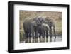 Three African elephant (Loxodonta africana) drinking, Mikumi National Park, Tanzania, East Africa,-James Hager-Framed Photographic Print