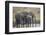 Three African elephant (Loxodonta africana) drinking, Mikumi National Park, Tanzania, East Africa,-James Hager-Framed Photographic Print