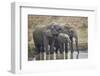 Three African elephant (Loxodonta africana) drinking, Mikumi National Park, Tanzania, East Africa,-James Hager-Framed Photographic Print