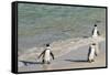 Three African Penguins (Jackass Penguins) Coming Ashore from the Ocean-Kimberly Walker-Framed Stretched Canvas