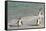 Three African Penguins (Jackass Penguins) Coming Ashore from the Ocean-Kimberly Walker-Framed Stretched Canvas
