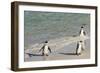 Three African Penguins (Jackass Penguins) Coming Ashore from the Ocean-Kimberly Walker-Framed Photographic Print