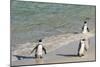 Three African Penguins (Jackass Penguins) Coming Ashore from the Ocean-Kimberly Walker-Mounted Photographic Print