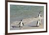 Three African Penguins (Jackass Penguins) Coming Ashore from the Ocean-Kimberly Walker-Framed Photographic Print