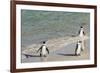 Three African Penguins (Jackass Penguins) Coming Ashore from the Ocean-Kimberly Walker-Framed Photographic Print