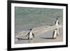 Three African Penguins (Jackass Penguins) Coming Ashore from the Ocean-Kimberly Walker-Framed Photographic Print