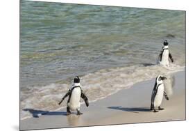 Three African Penguins (Jackass Penguins) Coming Ashore from the Ocean-Kimberly Walker-Mounted Photographic Print
