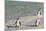 Three African Penguins (Jackass Penguins) Coming Ashore from the Ocean-Kimberly Walker-Mounted Photographic Print