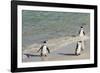 Three African Penguins (Jackass Penguins) Coming Ashore from the Ocean-Kimberly Walker-Framed Photographic Print