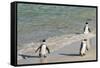 Three African Penguins (Jackass Penguins) Coming Ashore from the Ocean-Kimberly Walker-Framed Stretched Canvas