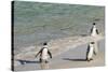 Three African Penguins (Jackass Penguins) Coming Ashore from the Ocean-Kimberly Walker-Stretched Canvas