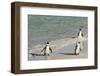Three African Penguins (Jackass Penguins) Coming Ashore from the Ocean-Kimberly Walker-Framed Photographic Print