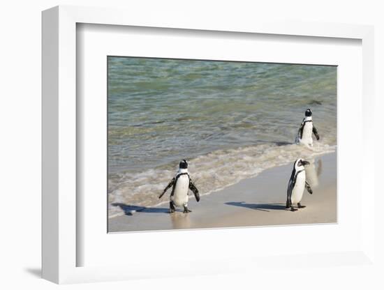 Three African Penguins (Jackass Penguins) Coming Ashore from the Ocean-Kimberly Walker-Framed Photographic Print