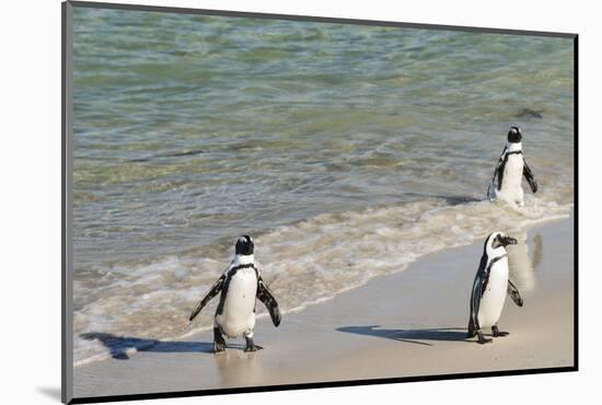 Three African Penguins (Jackass Penguins) Coming Ashore from the Ocean-Kimberly Walker-Mounted Photographic Print