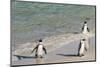 Three African Penguins (Jackass Penguins) Coming Ashore from the Ocean-Kimberly Walker-Mounted Photographic Print