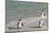 Three African Penguins (Jackass Penguins) Coming Ashore from the Ocean-Kimberly Walker-Mounted Photographic Print