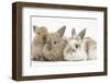 Three Baby Lionhead-Cross Rabbits-Mark Taylor-Framed Photographic Print