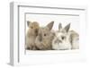 Three Baby Lionhead-Cross Rabbits-Mark Taylor-Framed Photographic Print