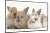 Three Baby Lionhead-Cross Rabbits-Mark Taylor-Mounted Photographic Print