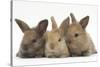 Three Baby Rabbits in Line-Mark Taylor-Stretched Canvas