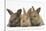 Three Baby Rabbits in Line-Mark Taylor-Stretched Canvas