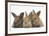 Three Baby Rabbits in Line-Mark Taylor-Framed Photographic Print