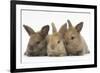 Three Baby Rabbits in Line-Mark Taylor-Framed Photographic Print