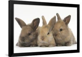 Three Baby Rabbits in Line-Mark Taylor-Framed Photographic Print