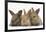 Three Baby Rabbits in Line-Mark Taylor-Framed Photographic Print