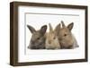 Three Baby Rabbits in Line-Mark Taylor-Framed Photographic Print