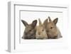 Three Baby Rabbits in Line-Mark Taylor-Framed Photographic Print