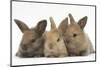 Three Baby Rabbits in Line-Mark Taylor-Mounted Photographic Print