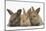 Three Baby Rabbits in Line-Mark Taylor-Mounted Photographic Print