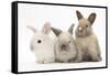 Three Baby Rabbits-Mark Taylor-Framed Stretched Canvas