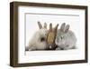 Three Baby Rabbits-Mark Taylor-Framed Photographic Print