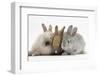 Three Baby Rabbits-Mark Taylor-Framed Photographic Print