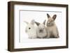 Three Baby Rabbits-Mark Taylor-Framed Photographic Print